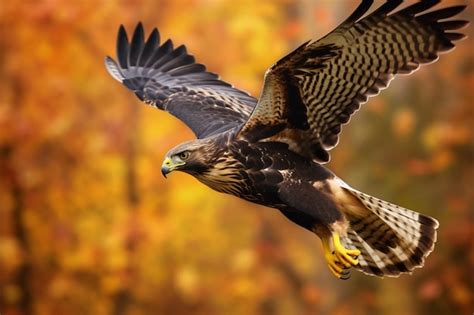 Premium AI Image | A hawk with a black tail and yellow markings flie