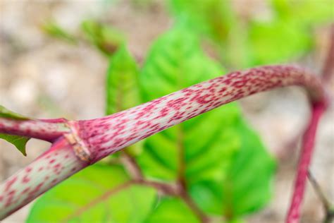 JAPANESE KNOTWEED IDENTIFICATION