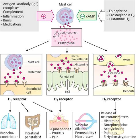 Histamine Mechanism Of Action