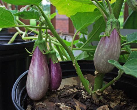 Growing Eggplants A Complete Guide On How To Plant Grow Harvest