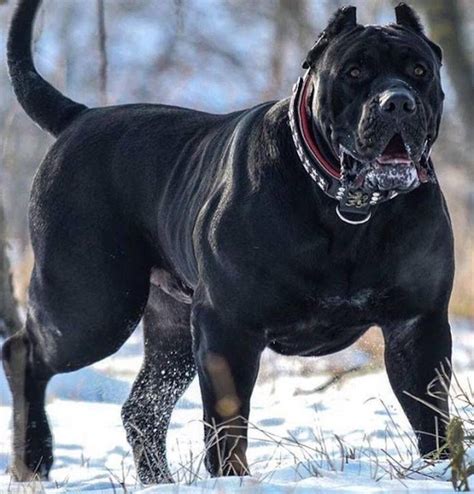 Top 10 Most Dangerous Dog Breed In The World Corso Dog Scary Dogs