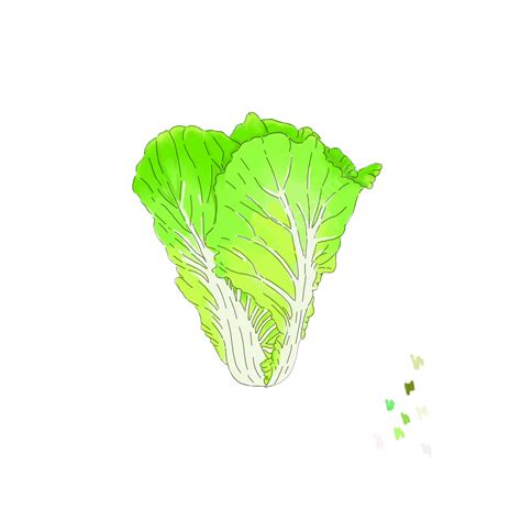 Water Cabbage Hand Drawn Cabbage Gourmet Catering Vegetable Water Cabbage Side Dishes Png