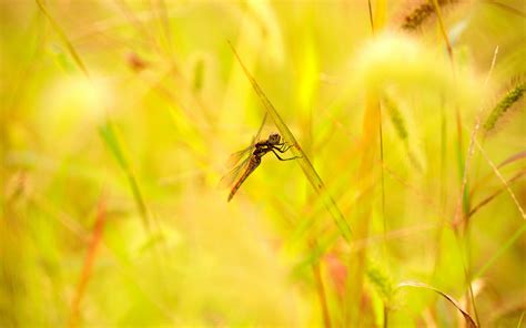 dragonflies face 1