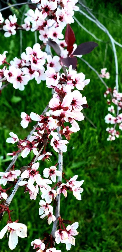 Summer blossom. : r/galaxyphotography