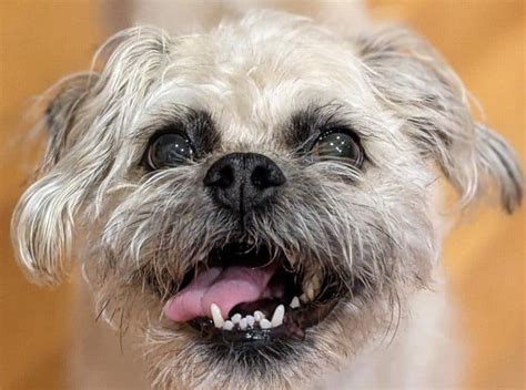 The Pug Poodle Mix - What You Need To Know about the Pugapoo - K9 Web