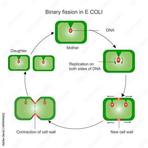 Reproduction In Bacteria Vegetative Reproduction Binary Fission In E