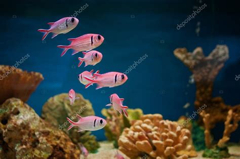 Pink Fishes In Aquarium — Stock Photo © Stevanovicigor 7157216