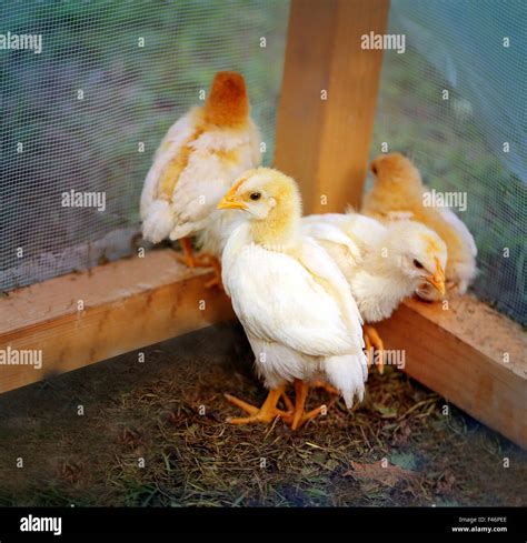 Beautiful Yellow Chickens On A Farm Photographed Close Up Stock Photo