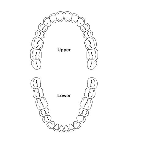 Anterior vs. Posterior Teeth: What's The Difference?