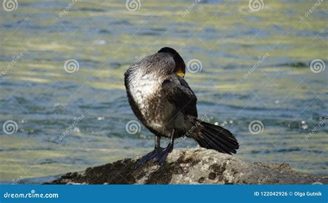 Great Big Cormorant Stock Photo Image Of Russia Summer 122042926