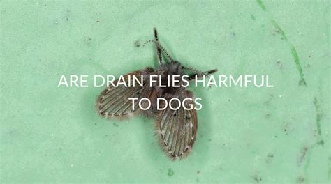 Are Drain Flies Harmful To Dogs - Pest Prevention Patrol