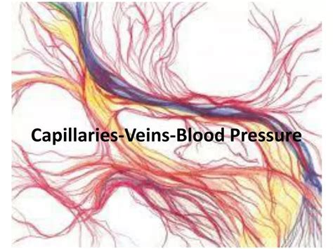 PPT - Capillaries-Veins-Blood Pressure PowerPoint Presentation, free ...