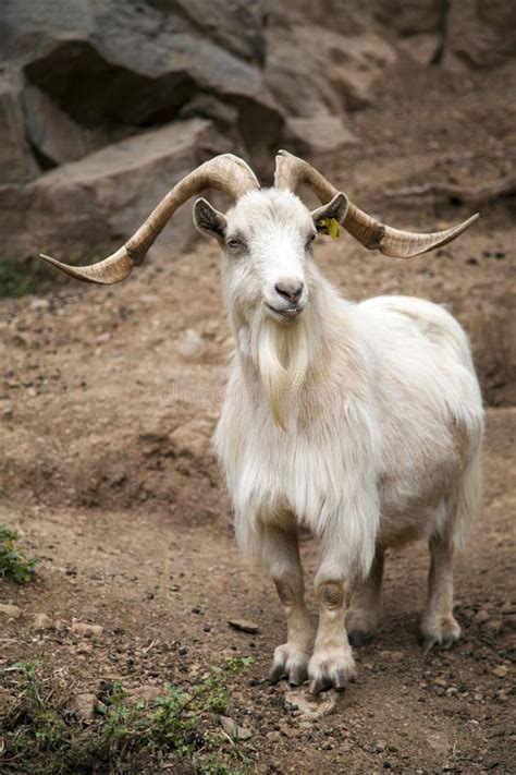 Male Goat Stock Image Image Of Curved Goat Animal 31445367