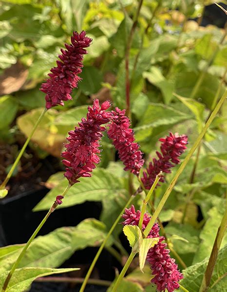 Persicaria Amplexicaulis ‘blackfield At Digging Dog Nursery