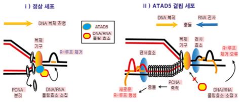 국내연구진 불량세포 증식 막는 원리 규명암 노화 극복 활용기대 서울경제