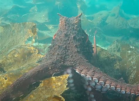 Scuba Diver Captures Rare Encounter With A Giant Pacific Octopus Hug