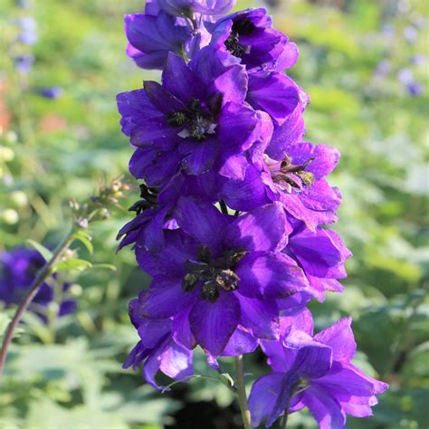 Delphinium Pacific Giants Black Knight Moss Greenhouses