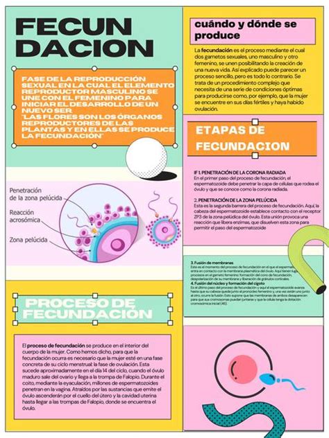 Proceso de fecundación Michelle Lozano uDocz