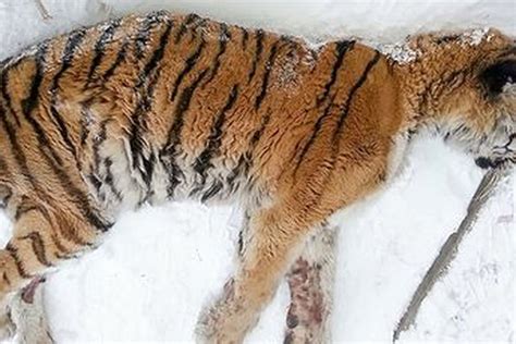 Berita Harimau Siberia Terbaru Hari Ini - Grid.ID