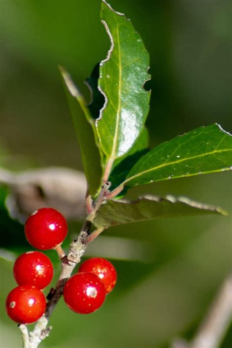 12 Types of Holly Plants that Look Great Year Round