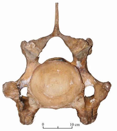 Vert Bre Cervicale D Elephas Maximus En Vue Ant Rieure Pi Ce N