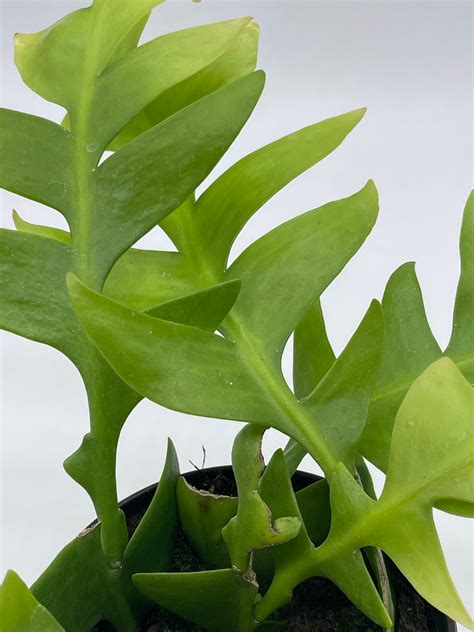 Sharktooth Fern 4 Inch Selenicereus Chrysocardium Etsy