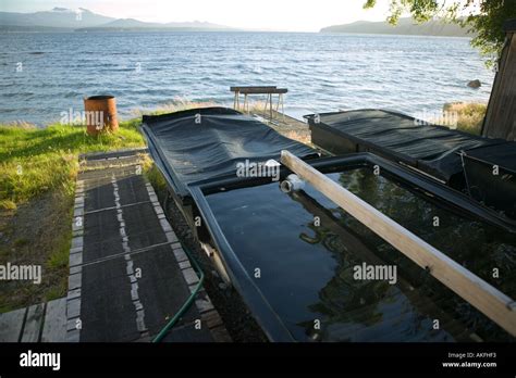 Abalone commercial farming Stock Photo - Alamy