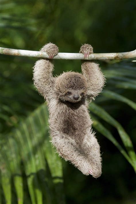 Baby Sloths Wallpapers - Wallpaper Cave