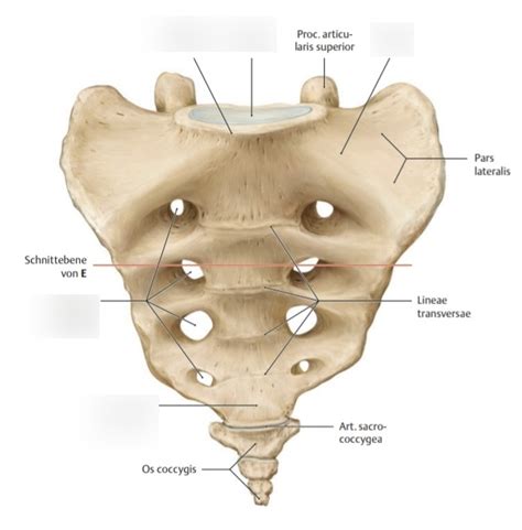 Schaubild Os Sacrum Und Os Coccygis Ventral Quizlet