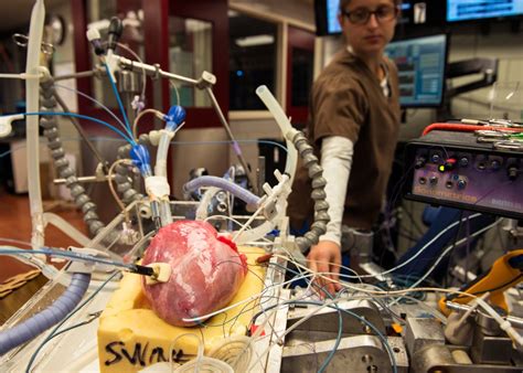 At Heart Lab Anatomy Gains New Perspective The Minnesota Daily