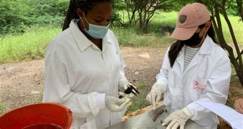 Caracol Africano Ser Erradicado Con M Todo Cient Fico En El Zulia