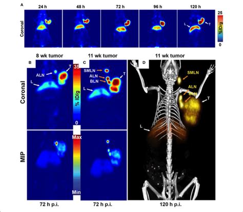 A Serial PET Images Of An Athymic Nude Mouse Bearing A