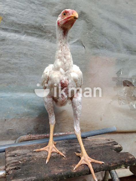 Aseel Rooster For Sale In Hatton Ikman