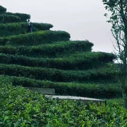 Kebun Teh Nglinggo Samigaluh Kulon Progo Kebunteh Youtube