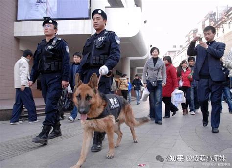 军犬退役后怎么处理？军犬退役后的新征程：英雄犬的新生活！ 知乎