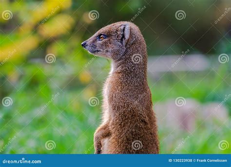 The Yellow Mongoose Standing And Looking Watchful Stock Photo Image