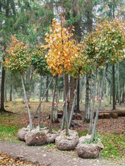 Mature Rootballed Trees Caragh Nurseries