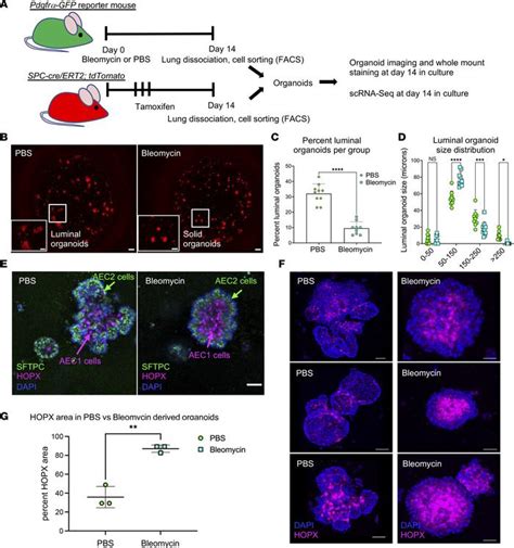 Jci Insight Functional Pdgfra Fibroblast Heterogeneity In Normal And