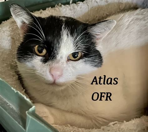 Cat For Adoption Atlas A Domestic Short Hair Mix In Owasso Ok