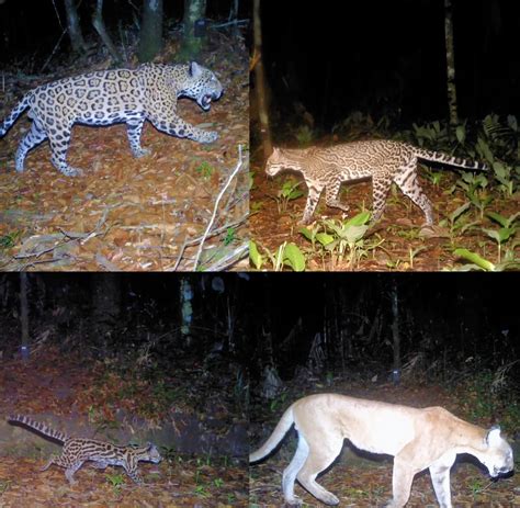 Cockscomb Basin Wildlife Sanctuary And Jaguar Preserve