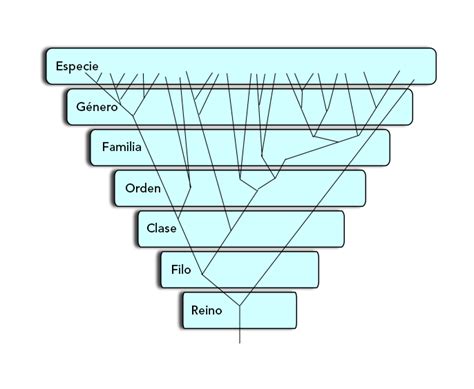 Taxonomía Vegetal 【utilidad De La Taxonomía De Las Plantas】