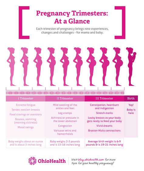 When Is The 3 Trimester In Pregnancy - PregnancyWalls