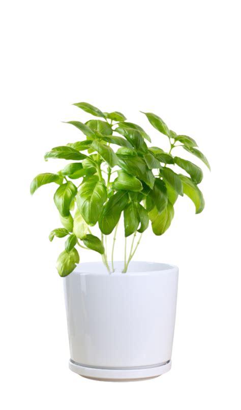 Italian Basil Plant - Thai Garden Design