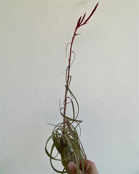 Air Plant Seeds Air Plants Tillandsia Balbisiana Seeds Etsy