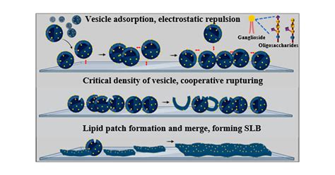 Kinetics Of Ganglioside Rich Supported Lipid Bilayer Formation With