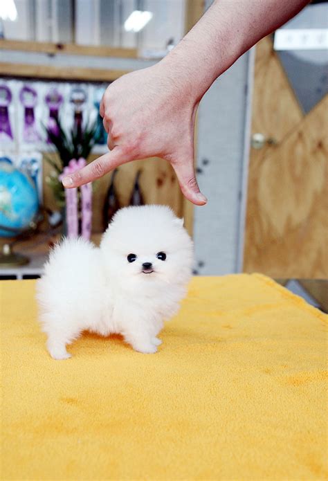 Teacup Pomeranian Puppy So Adorable Tiny Bodyand Precious Flickr