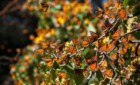 Thousands Of Monarch Butterflies Will Migrate Through Chicago This