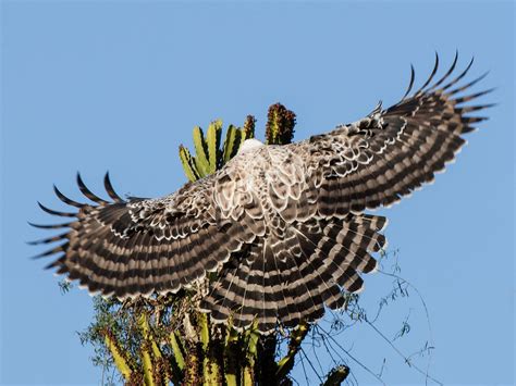 African Crowned Eagle