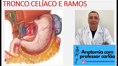 VÍDEO AULA TEÓRICA TRONCO CELÍACO E SEUS RAMOS YouTube