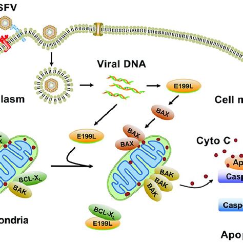 Alignment Of Asfvsrna To The Asfv Genome A Location Of The